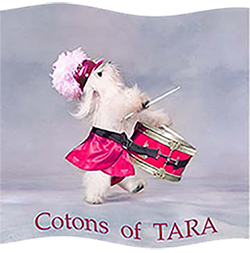 Cotons de Tulear of Tara (Texas)