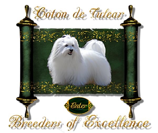 Coton de Tulear Puppies Indiana