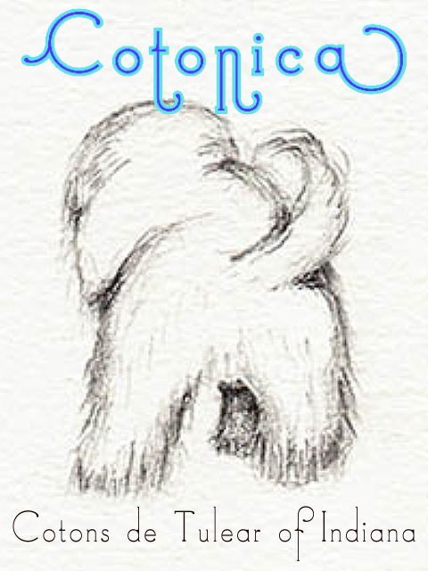 Coton de Tulear Puppies Indiana