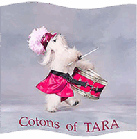 Coton de Tulear Puppies Indiana