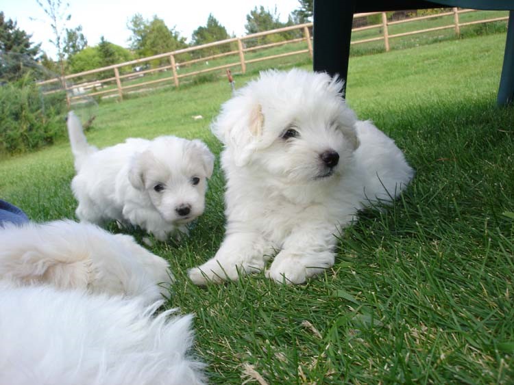 Coton de Tulear Puppies Indiana