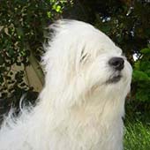 Coton de Tulear Puppies Indiana