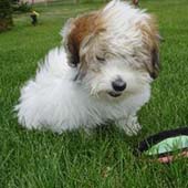 Coton de Tulear Puppies Indiana