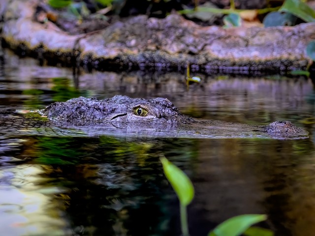 Coton de Tulear Puppies Indiana
