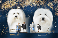 Coton de Tulear Puppies Indiana