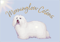 Coton de Tulear Puppies Indiana