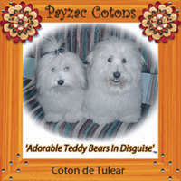 Coton de Tulear Puppies Indiana