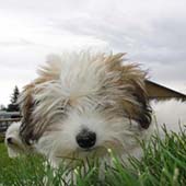 Coton de Tulear Puppies Indiana