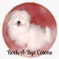 Coton de Tulear Puppies Indiana