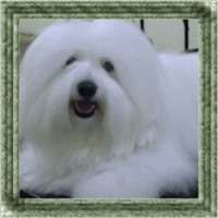 Coton de Tulear Puppies Indiana