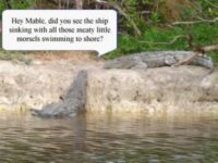 Coton de Tulear Puppies Indiana