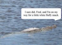 Coton de Tulear Puppies Indiana