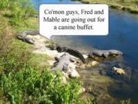 Coton de Tulear Puppies Indiana