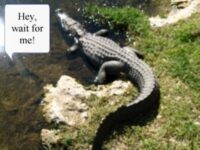 Coton de Tulear Puppies Indiana