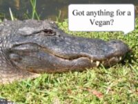 Coton de Tulear Puppies Indiana