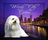 Coton de Tulear Puppies Indiana