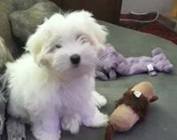 Coton de Tulear Puppies Indiana