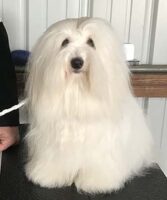 Coton de Tulear Puppies Indiana