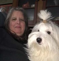 Coton de Tulear Puppies Indiana