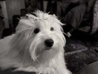 Coton de Tulear Puppies Indiana