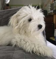 Coton de Tulear Puppies Indiana