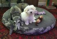 Coton de Tulear Puppies Indiana