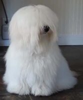 Coton de Tulear Puppies Indiana