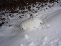 Coton de Tulear Puppies Indiana