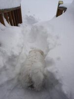 Coton de Tulear Puppies Indiana