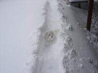 Coton de Tulear Puppies Indiana