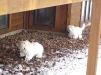 Coton de Tulear Puppies Indiana
