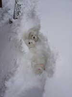 Coton de Tulear Puppies Indiana