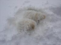 Coton de Tulear Puppies Indiana