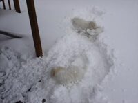 Coton de Tulear Puppies Indiana
