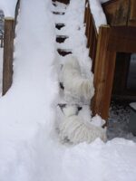 Coton de Tulear Puppies Indiana