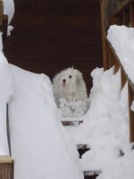 Coton de Tulear Puppies Indiana