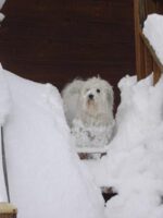 Coton de Tulear Puppies Indiana