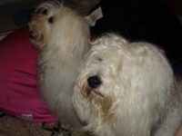 Coton de Tulear Puppies Indiana