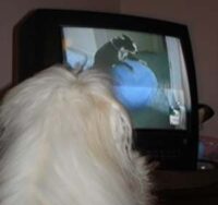 Coton de Tulear Puppies Indiana