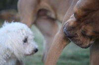 Coton de Tulear Puppies Indiana