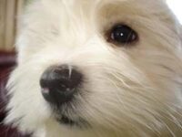 Coton de Tulear Puppies Indiana