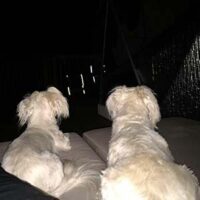 Coton de Tulear Puppies Indiana