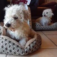 Coton de Tulear Puppies Indiana