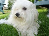 Coton de Tulear Puppies Indiana
