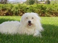 Coton de Tulear Puppies Indiana