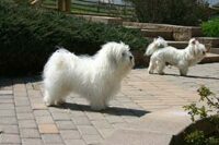Coton de Tulear Puppies Indiana