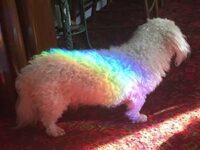 Coton de Tulear Puppies Indiana