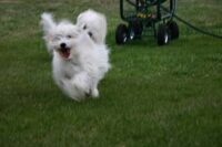 Coton de Tulear Puppies Indiana