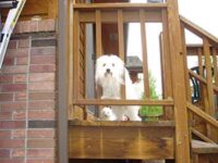 Coton de Tulear Puppies Indiana