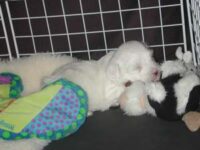 Coton de Tulear Puppies Indiana